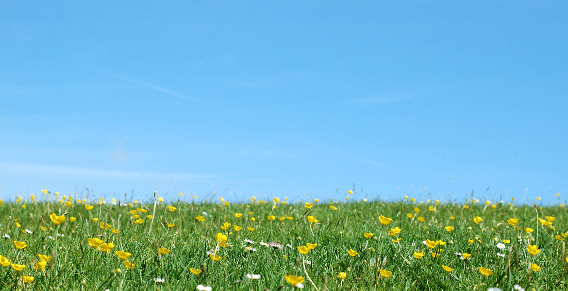 Sunny field with a blue sky