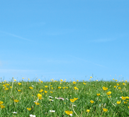 Sunny field with a blue sky