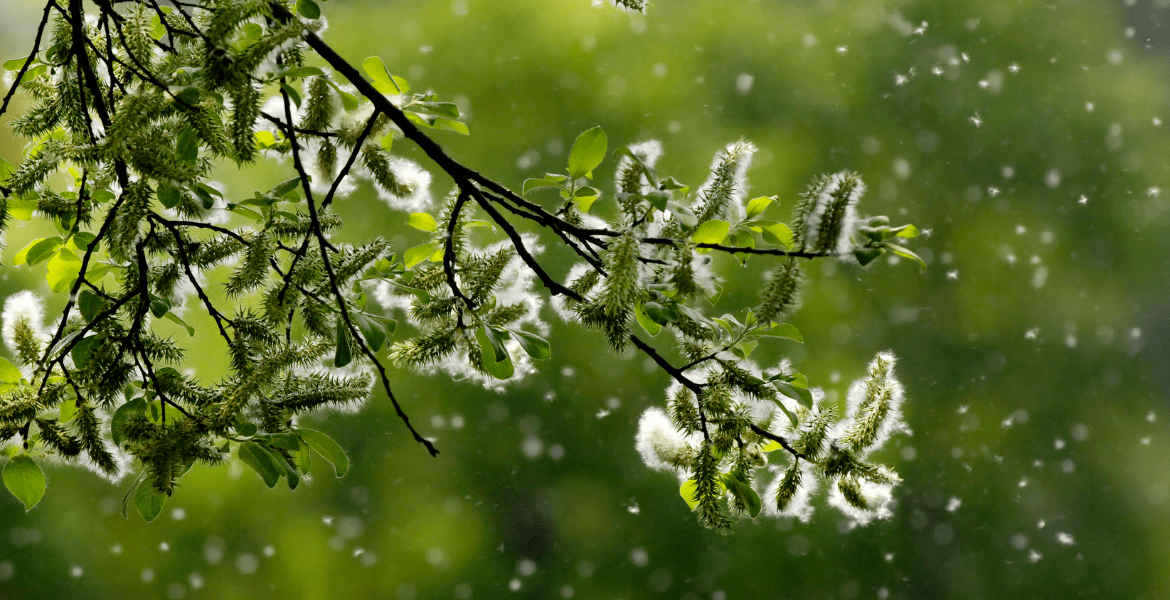 Tree pollen