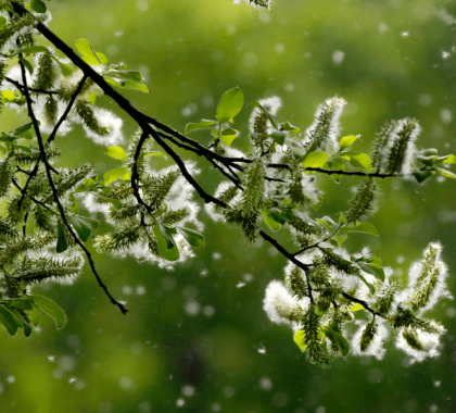 Tree pollen